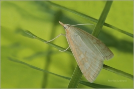 <p>ZAVÍJEČ ŽLUTAVÝ (Udea lutealis) (Jiříkov)</p>